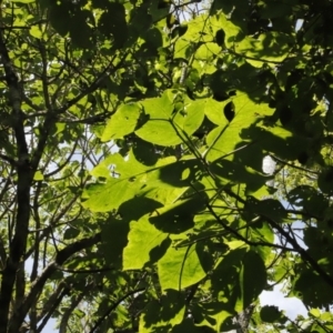 Dendrocnide excelsa at Jamberoo, NSW - 3 Oct 2022