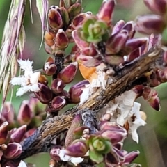 Styphelia attenuata (Small-leaved Beard Heath) at Bombala, NSW - 22 Oct 2022 by trevorpreston