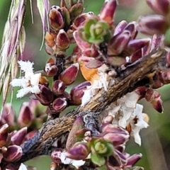 Leucopogon attenuatus (Small-leaved Beard Heath) at Bombala, NSW - 21 Oct 2022 by trevorpreston