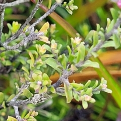 Leucopogon attenuatus at Bombala, NSW - 22 Oct 2022