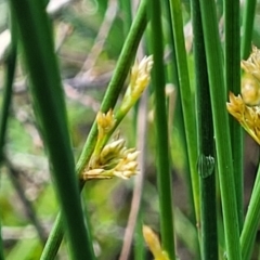 Juncus (genus) (A Rush) at Bombala, NSW - 22 Oct 2022 by trevorpreston