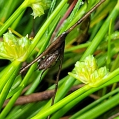 Isolepis inundata (Swamp Club Rush) at Endeavour Reserve (Bombala) - 21 Oct 2022 by trevorpreston