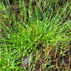 Isolepis inundata at Endeavour Reserve (Bombala) - 22 Oct 2022