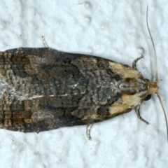 Cryptoptila australana (Elderberry Leaf Roller Moth) at Ainslie, ACT - 17 Oct 2022 by jb2602