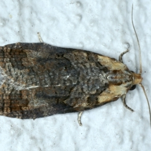 Cryptoptila australana at Ainslie, ACT - 17 Oct 2022