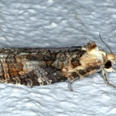 Cryptoptila australana at Ainslie, ACT - 17 Oct 2022