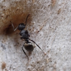 Polyrhachis phryne (A spiny ant) at Murrumbateman, NSW - 18 Oct 2022 by SimoneC