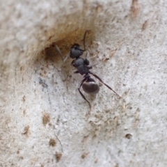 Polyrhachis phryne at Murrumbateman, NSW - 18 Oct 2022