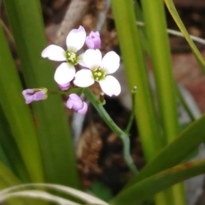 Cardamine franklinensis at Booth, ACT - 11 Oct 2022 02:39 PM