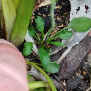 Cardamine franklinensis at Booth, ACT - 11 Oct 2022 02:39 PM