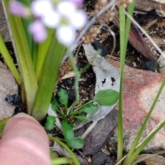 Cardamine franklinensis at Booth, ACT - 11 Oct 2022 02:39 PM