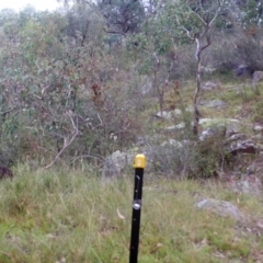 Wallabia bicolor (Swamp Wallaby) at Kambah, ACT - 21 Apr 2022 by MountTaylorParkcareGroup