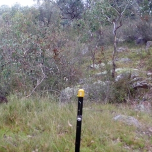 Wallabia bicolor at Kambah, ACT - 21 Apr 2022