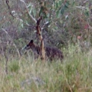 Wallabia bicolor at Kambah, ACT - 21 Apr 2022