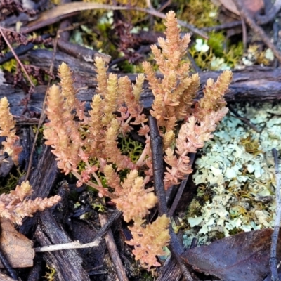 Crassula sieberiana (Austral Stonecrop) at Endeavour Reserve (Bombala) - 21 Oct 2022 by trevorpreston