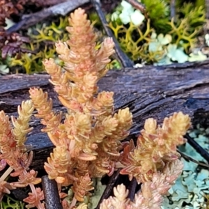 Crassula sieberiana at Bombala, NSW - 22 Oct 2022