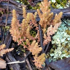 Crassula sieberiana at Bombala, NSW - 22 Oct 2022