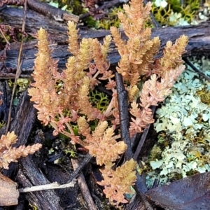 Crassula sieberiana at Bombala, NSW - 22 Oct 2022