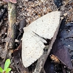 Taxeotis reserata (A Geometer moth) at Endeavour Reserve (Bombala) - 21 Oct 2022 by trevorpreston