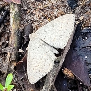 Taxeotis reserata at Endeavour Reserve (Bombala) - 22 Oct 2022