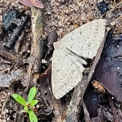Taxeotis reserata at Endeavour Reserve (Bombala) - 22 Oct 2022