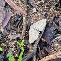 Taxeotis reserata at Endeavour Reserve (Bombala) - 22 Oct 2022