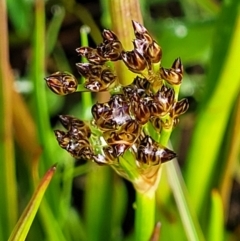 Juncus planifolius (broad-leaved rush) at Bombala, NSW - 22 Oct 2022 by trevorpreston