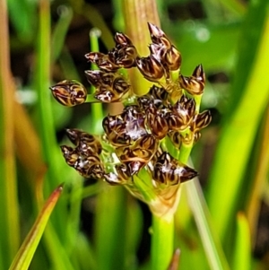 Juncus planifolius at Bombala, NSW - 22 Oct 2022