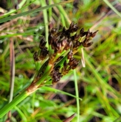 Juncus planifolius at Bombala, NSW - 22 Oct 2022 08:14 AM