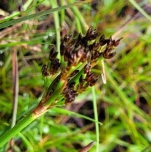 Juncus planifolius at Bombala, NSW - 22 Oct 2022