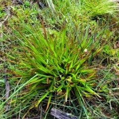 Juncus planifolius at Bombala, NSW - 22 Oct 2022