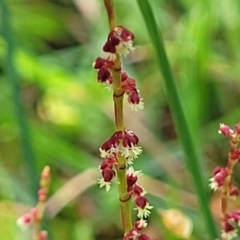 Rumex acetosella (Sheep Sorrel) at Bombala, NSW - 21 Oct 2022 by trevorpreston