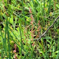 Rumex acetosella at Bombala, NSW - 22 Oct 2022 08:13 AM