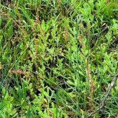 Rumex acetosella at Bombala, NSW - 22 Oct 2022