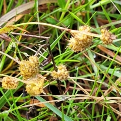 Luzula flaccida (Pale Woodrush) at Bombala, NSW - 22 Oct 2022 by trevorpreston