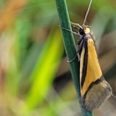Philobota undescribed species near arabella (A concealer moth) at Bombala, NSW - 21 Oct 2022 by trevorpreston
