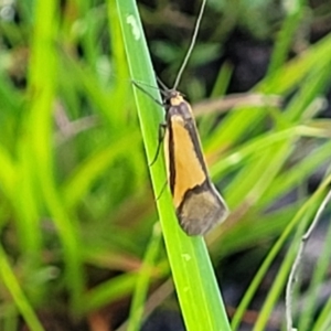 Philobota undescribed species near arabella at Bombala, NSW - 22 Oct 2022