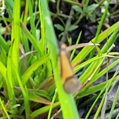 Philobota undescribed species near arabella at Bombala, NSW - 22 Oct 2022