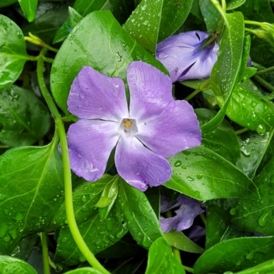 Vinca major (Blue Periwinkle) at Bombala, NSW - 22 Oct 2022 by trevorpreston