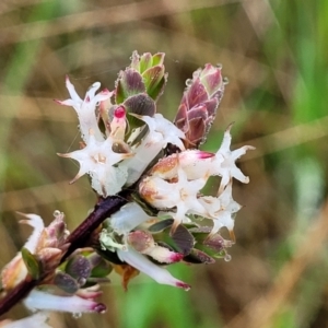 Brachyloma daphnoides at Bombala, NSW - 22 Oct 2022