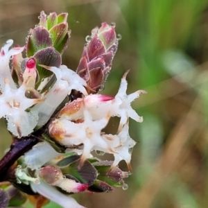 Brachyloma daphnoides at Bombala, NSW - 22 Oct 2022