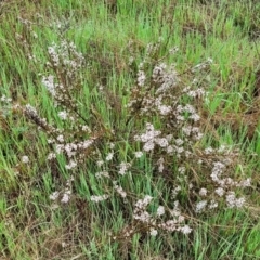 Brachyloma daphnoides at Bombala, NSW - 22 Oct 2022