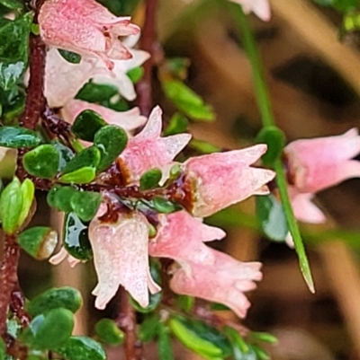 Cryptandra amara (Bitter Cryptandra) at Bombala, NSW - 22 Oct 2022 by trevorpreston
