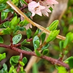 Cryptandra amara at Bombala, NSW - 22 Oct 2022