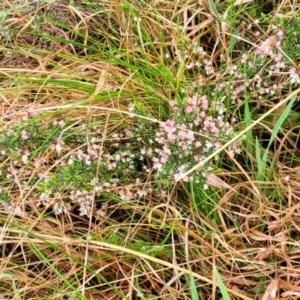 Cryptandra amara at Bombala, NSW - 22 Oct 2022