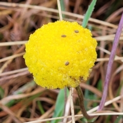 Craspedia variabilis (Common Billy Buttons) at Bombala, NSW - 21 Oct 2022 by trevorpreston