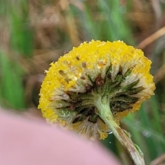 Craspedia variabilis at Bombala, NSW - 22 Oct 2022