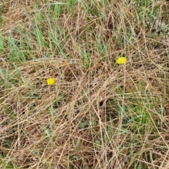 Craspedia variabilis at Bombala, NSW - suppressed