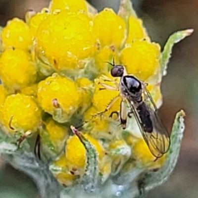 Empididae (family) (Dance fly) at Bombala, NSW - 22 Oct 2022 by trevorpreston