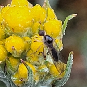 Empididae (family) at Bombala, NSW - 22 Oct 2022